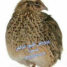 آموزش نگه داری بلدرچین