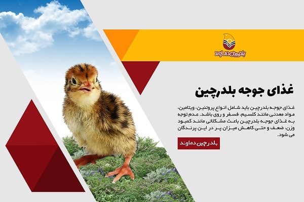 آموزش نگه داری بلدرچین